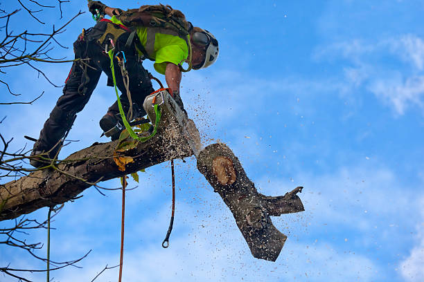 How Our Tree Care Process Works  in  Siesta Shores, TX